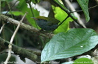 Grey-bellied Tesia Tesia cyaniventer