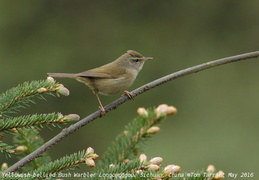 Cettia bush warblers and allies Cettiidae