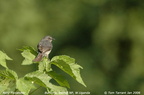Ashy Flycatcher Muscicapa caerulescens