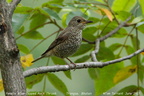 Blue-capped Rock Thrush Monticola cinclorhynchus