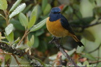 Blue-fronted Redstart Phoenicurus frontalis