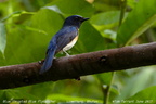 Blue-throated Blue Flycatcher Cyornis rubeculoides