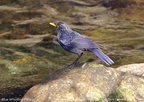 Blue Whistling Thrush Myophonus caeruleus