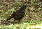 Bornean Whistling Thrush Myophonus borneensis