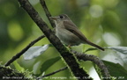 Brown-chested Jungle Flycatcher Rhinomyias brunneatus