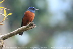 Chestnut-bellied Rock Thrush Monticola rufiventris