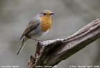 European Robin Erithacus rubecula