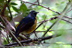 Chats Old World Flycatchers Muscicapidae