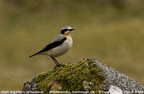 norwheatear 8674e