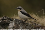 norwheatear 8821e