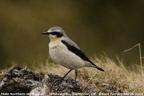 norwheatear 8829e