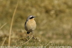 Northern Wheatear Oenanthe oenanthe