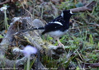 Spotted Forktail Enicurus maculatus