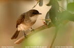 Swamp Flycatcher Muscicapa aquatica