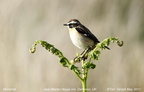 Whinchat Saxicola rubetra