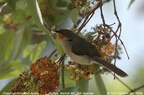 Chestnut-throated Apalis Apalis porphyrolaema