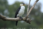 Cormorants Shags Phalacrocoracidae