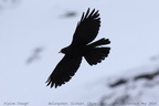 Alpine Chough Pyrrhocorax graculus