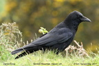 Carrion Crow Corvus corone
