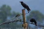 Large-billed Crow Corvus macrorhynchos