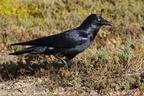 Little Raven Corvus mellori