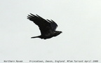 Northern Raven Corvus corax