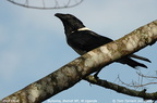 Pied Crow Corvus albus