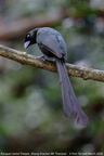 Racket-tailed Treepie Crypsirina temia
