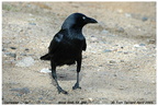 Torresian Crow  Corvus orru