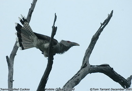 Channel-billed Cuckoo Scythrops novaehollandiae