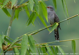 Grey-bellied Cuckoo Cacomantis passerinus
