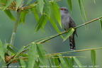 Grey-bellied Cuckoo Cacomantis passerinus