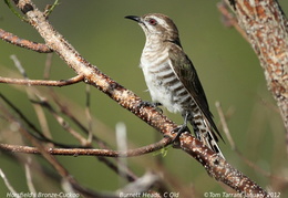 Horsfields Bronze Cuckoo Chrysococcyx basalis