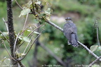 Lesser Cuckoo Cuculus poliocephalus