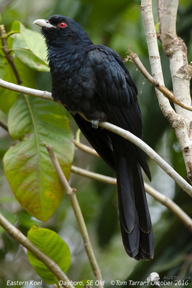 koel_9264e.jpg