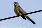 Plaintive Cuckoo Cacomantis merulinus
