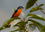 Grey-chinned Minivet Pericrocotus solaris