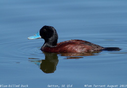 Blue-billed Duck Oxyura australis 