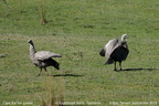 Cape Barren Goose Cereopsis novaehollandiae