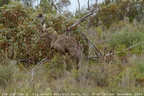 Emu Dromaius novaehollandiae