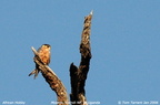 African Hobby Falco cuvierii