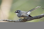 Grey Fantail Rhipidura albiscapa