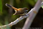 Rufous Fantail Rhipidura rufifrons