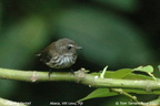 Streaked Fantail Rhipidura verreauxi