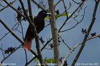 Maroon Oriole Oriolus traillii