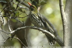 Figbirds Orioles Oriolidae