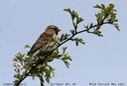 Common Redpoll Carduelis flammea