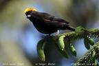 Golden-naped Finch Pyrrhoplectes epauletta