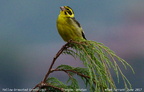 Yellow-breasted Greenfinch Chloris spinoides