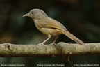 Brown-cheeked Fulvetta Alcippe poioicephala